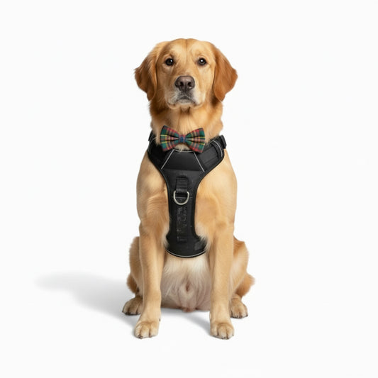 Harnais Anti-Traction – Contrôle, confort et sécurité en promenade